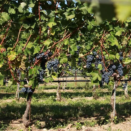 Azienda Agrituristica Armea Alloggio per agriturismo